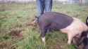 How to straighten a pigs tail s_thumb.jpg