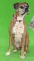 Dog Heaven - Nathan for You_thumb.jpg