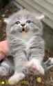 halflifekitties_thumb.jpg