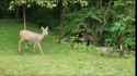 Deer Colins_thumb.jpg