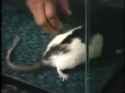 animal laughter_thumb.jpg