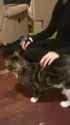 cats ears_thumb.jpg