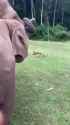 sugar_cane_elephant_thumb.jpg