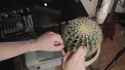 CactusMusic_thumb.jpg