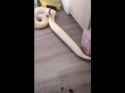 The Screaming Snake_thumb.jpg