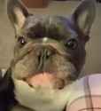 bulldog_racecar_thumb.jpg