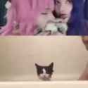 catshouldhavebeenme_thumb.jpg