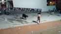 Toro Enmaromado Pilla A Chica drunk En Cobeja-fem_thumb.jpg