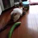 Quotyellsatcatsquot+afraid+of+cucumbers+it+checks+_e94b24072fb144aaf5eb4dbf298ed725_thumb.jpg