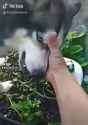 dogstrument_thumb.jpg