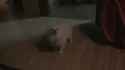 Hydrodogs_thumb.jpg