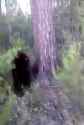 grizzly situation_thumb.jpg