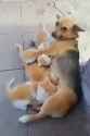 AnimalsBeingBros-1lbspx2_thumb.jpg