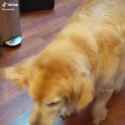 woof_thumb.jpg