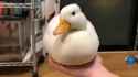 duck_thumb.jpg