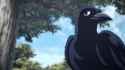 damn crow brat_thumb.jpg