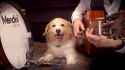 doggo drummer_thumb.jpg