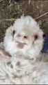cute_sheep_thumb.jpg