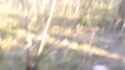 tree_huggers_thumb.jpg
