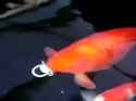 wut_fish_thumb.jpg