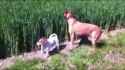 dogs jumping in field_thumb.jpg