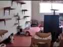 Chaos visualized in mere seconds, demonstrated by a room full of cats and several props_thumb.jpg