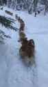smaller wolves_thumb.jpg