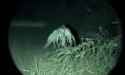 Skinwalker AI_thumb.jpg