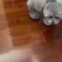 1701048113713958_thumb.jpg