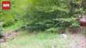 Brown bear spotted in Northern Iran_thumb.jpg