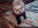 ferret-wardance_thumb.jpg
