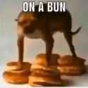 on_a_bun_thumb.jpg