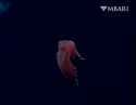 slugdance_thumb.jpg