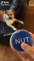nut doggo_thumb.jpg