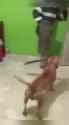 dog with a machete_thumb.jpg