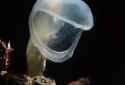 Deep Sea Creatures_thumb.jpg