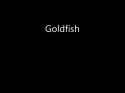 The Rapping Goldfish_thumb.jpg
