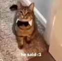 1747791086152793_thumb.jpg