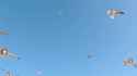Korone seagulls_thumb.jpg