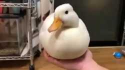 Thread 5915224 OP Image
