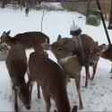 Sneeze deer nice_thumb.jpg