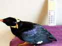 Japanese Bird_thumb.jpg