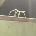 Dancing Stick Bug_thumb.jpg