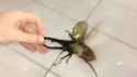 helicoleoptera_thumb.jpg