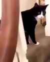 slippers the ultimate hunter_thumb.jpg