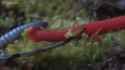 Monster leech swallows giant worm - Wonders of the Monsoon_thumb.jpg