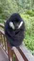 White Cheeked Gibbon_thumb.jpg