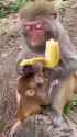 Monkey Doesn&#039;t like Stringy Part of Banana Either_thumb.jpg