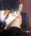 cate_thumb.jpg