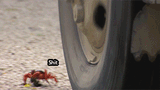 crab